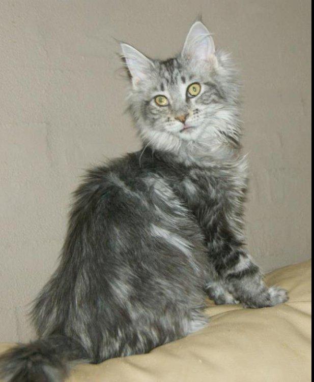 Maine Coon Lykke katte's Ziggi billede 5