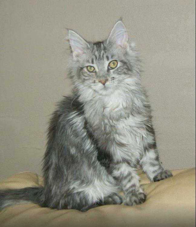 Maine Coon Lykke katte's Ziggi billede 6