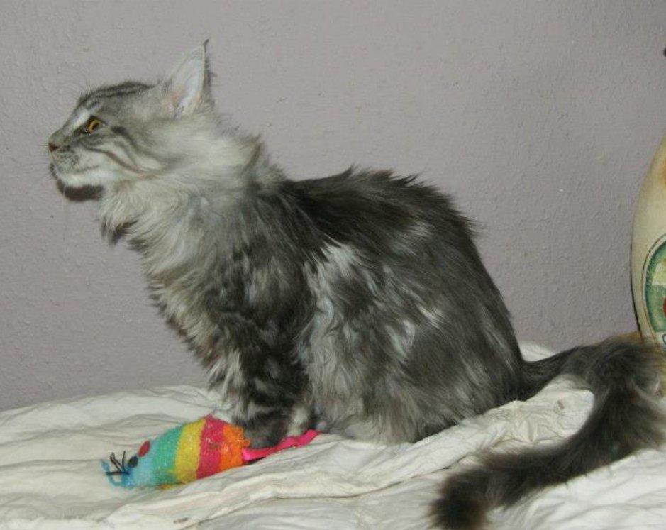 Maine Coon Lykke katte's Ziggi billede 7