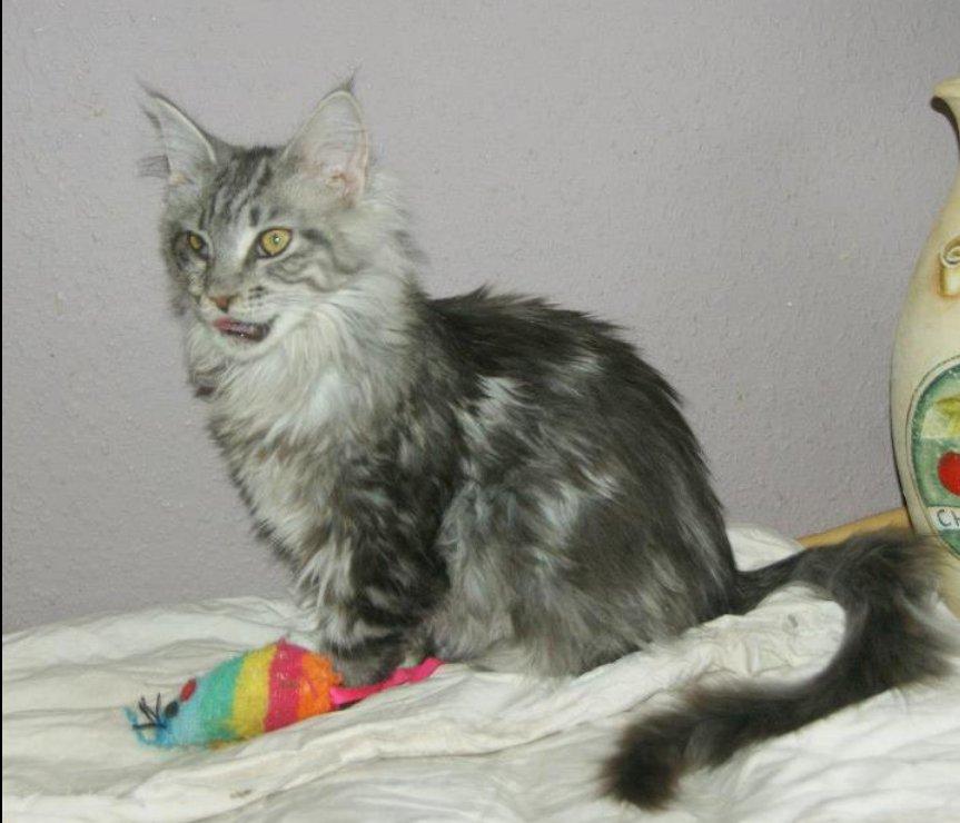 Maine Coon Lykke katte's Ziggi billede 8