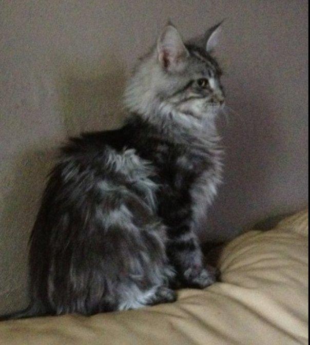 Maine Coon Lykke katte's Ziggi billede 9