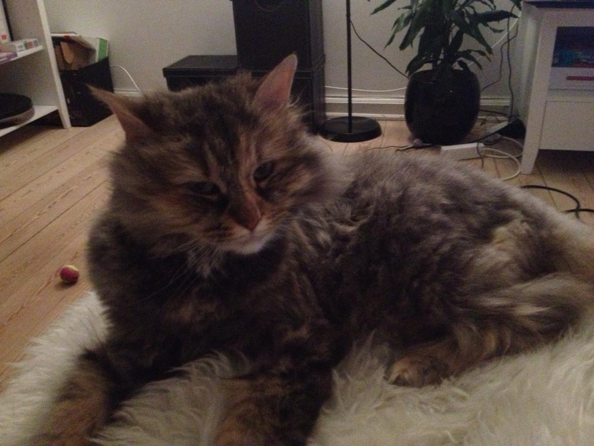 Blanding af racer Gizmo billede 9