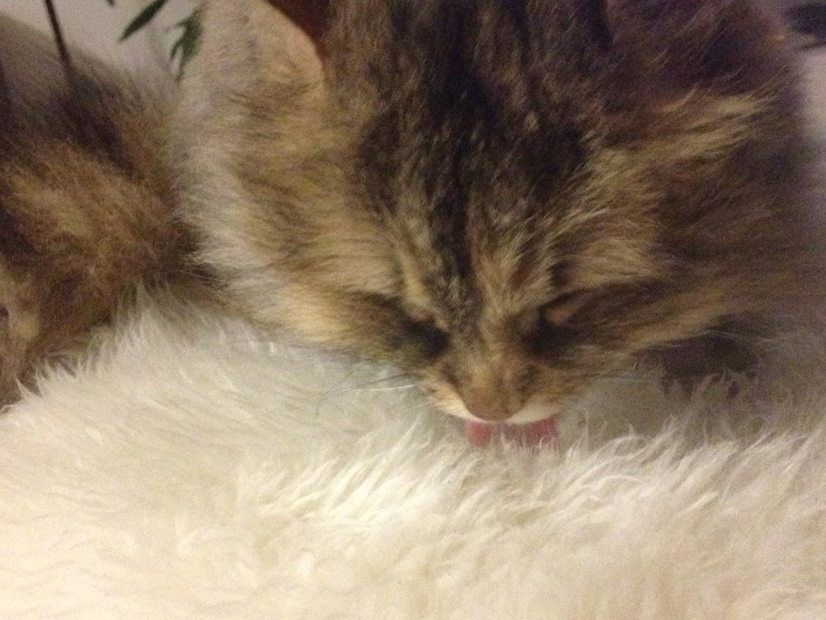 Blanding af racer Gizmo billede 10