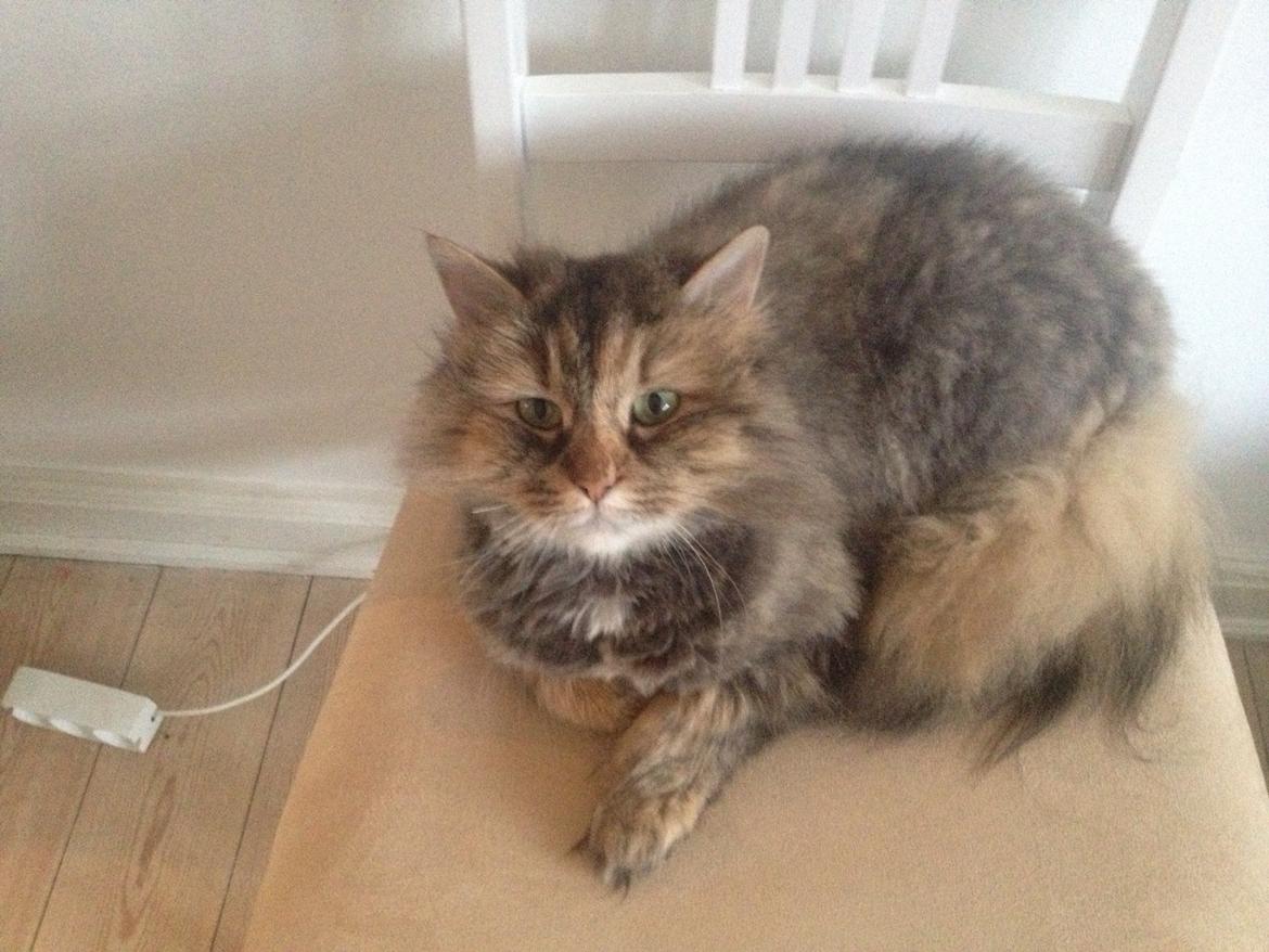 Blanding af racer Gizmo billede 11