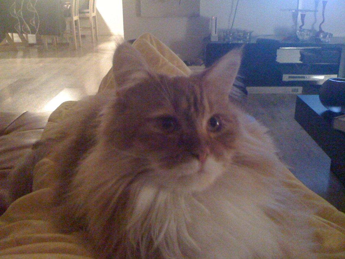 Maine Coon Mogens billede 10
