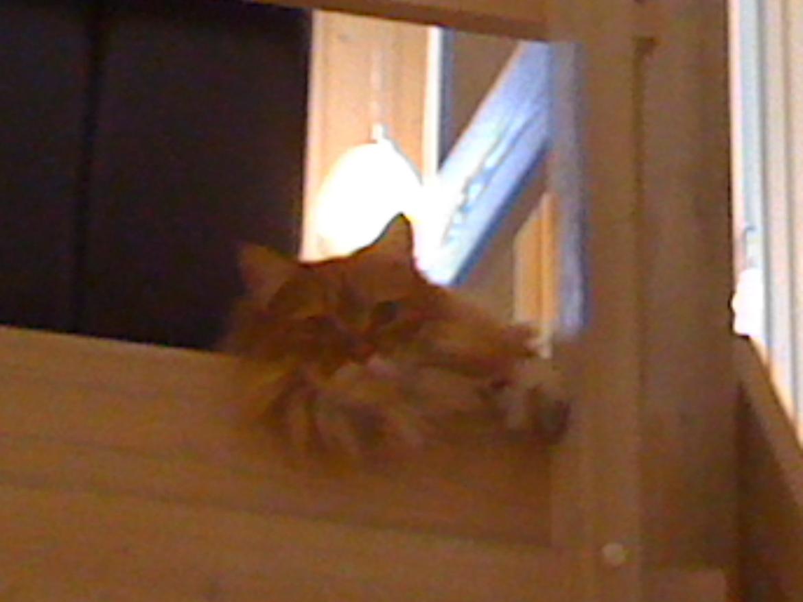 Maine Coon Mogens billede 11