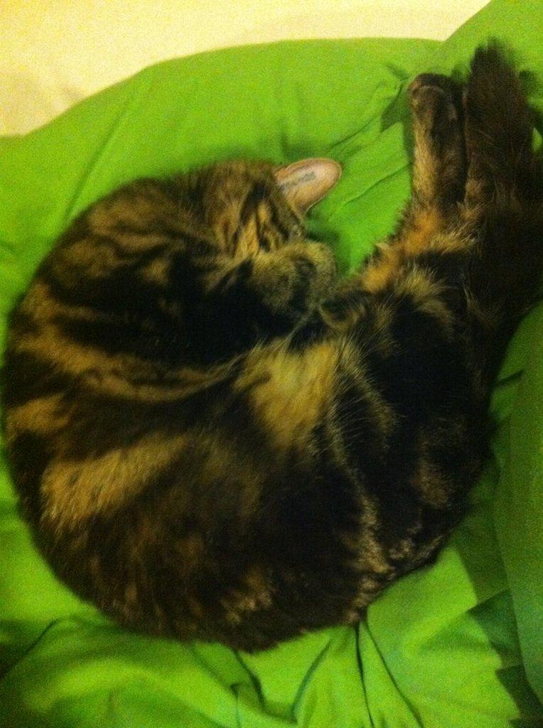 Huskat Ronja - Hun er så søøøød når hun sover :) billede 10