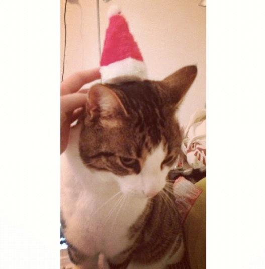 Blanding af racer Bo - Nu det jul igen... Bo med nissehue :) billede 6