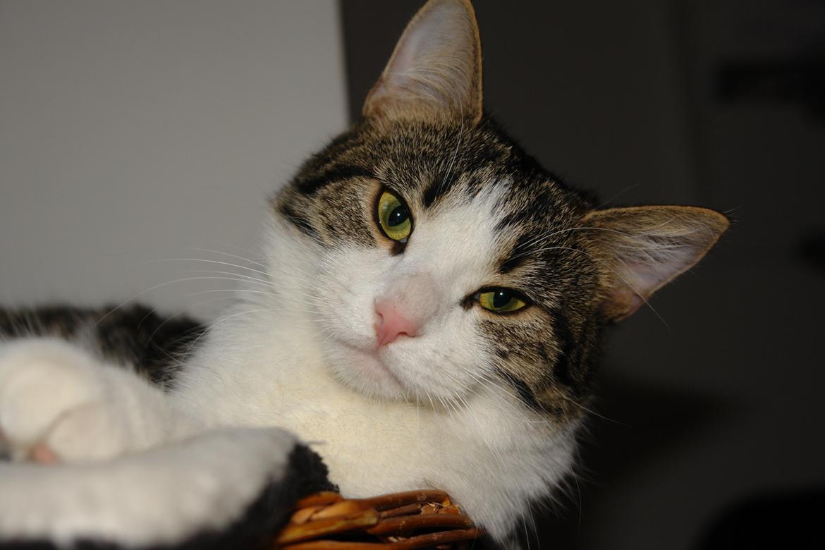 Huskat Kandy - Min charmerende lille misser er blevet stor<3 billede 2