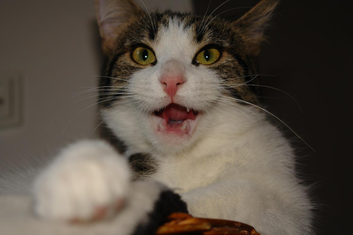 Huskat Kandy - Sådan ser man ud efter man har slikket sin snude<3 billede 3