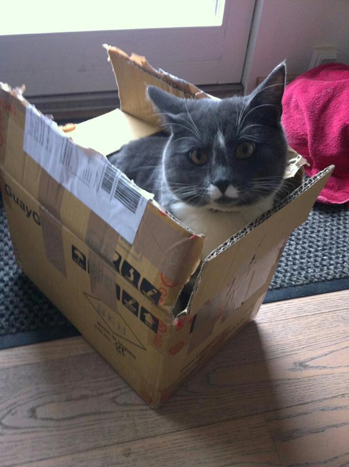 Blanding af racer Buller - Hihi Prøv og send mig med posten :D billede 1