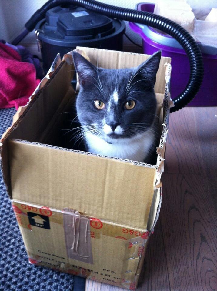 Blanding af racer Buller - Koom nuu, send mig afsted!  billede 2