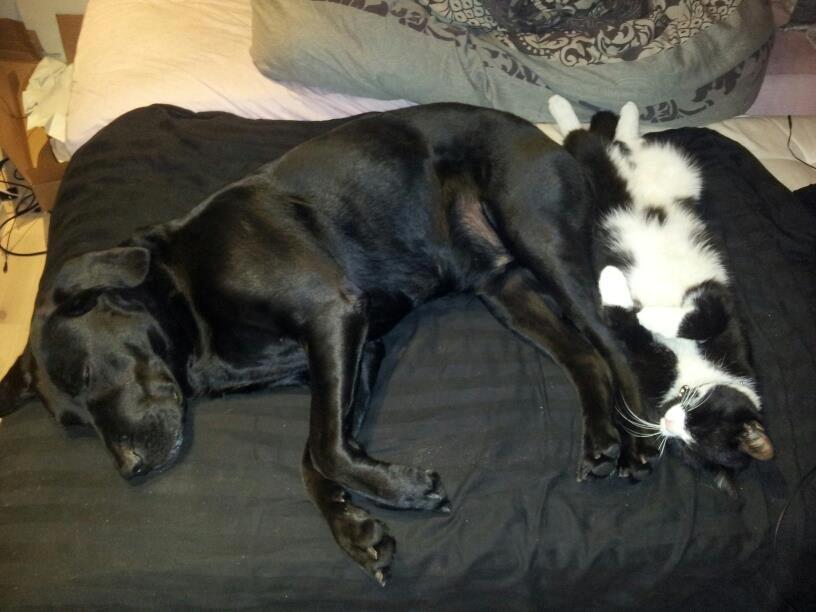 Huskat Jensen - Har fået lov at putte med min dejlige store bror Balder <3 billede 13