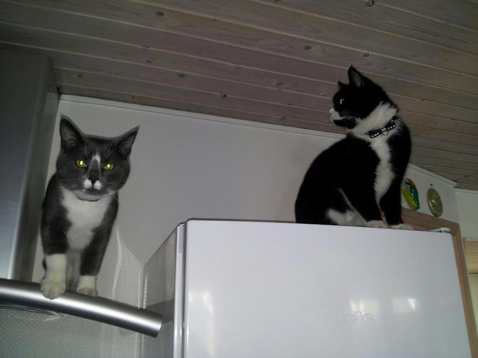 Huskat Jensen - Vi laver ihvertfald ikke ballade, og hvis vi gør, så var det Bullers ide!  billede 14