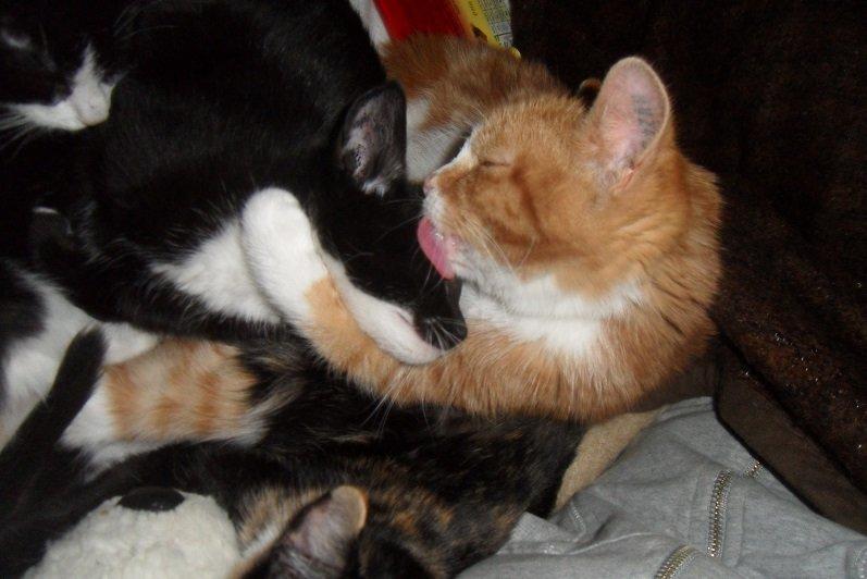 Huskat Baby (Rex) - Chip skal lige vaskes. :) billede 13