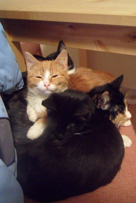 Huskat Baby (Rex) billede 16