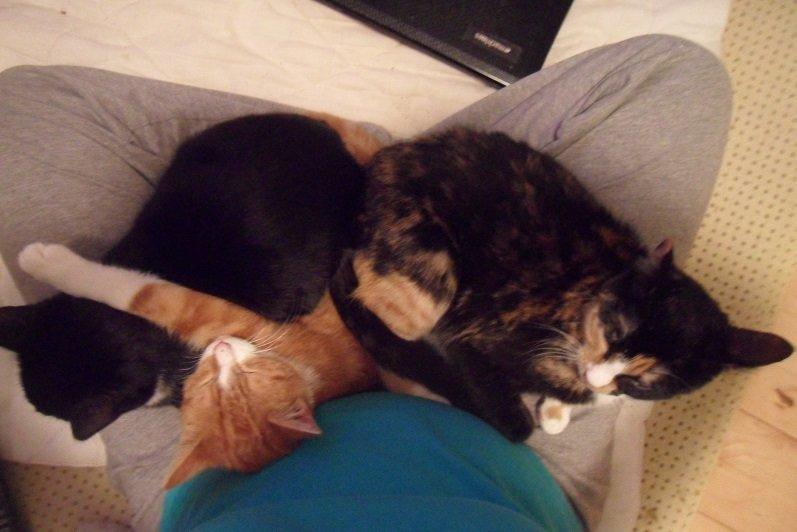 Huskat Baby (Rex) billede 20