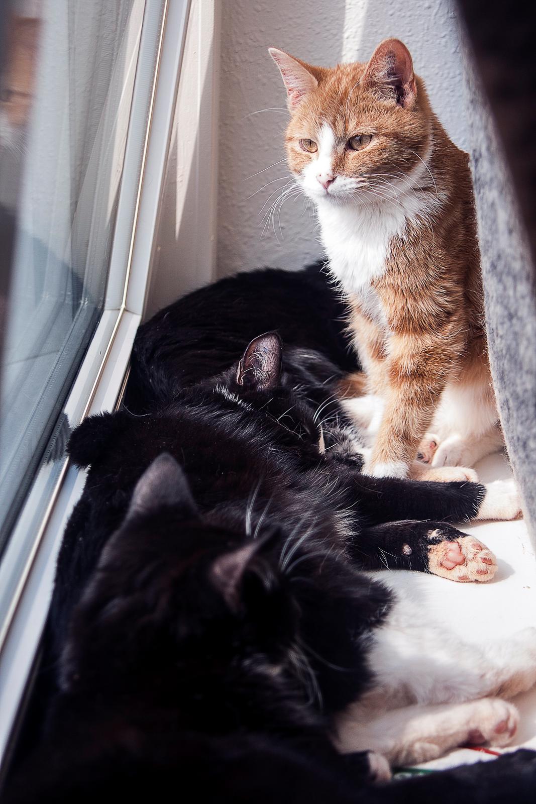 Huskat Baby (Rex) - Det er en helt fantastisk vindueskarm i vores nye lejlighed. :) billede 6