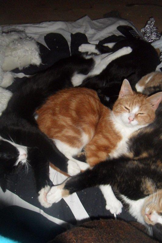 Huskat Baby (Rex) - Som Baby bedst kan lide det - omgivet af sine søskende. :) billede 11