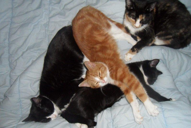 Huskat Baby (Rex) billede 19