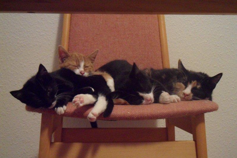 Huskat Baby (Rex) billede 15