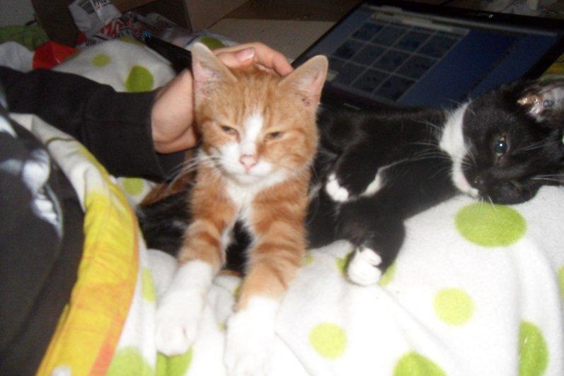 Huskat Baby (Rex) - Glad lille Baby. :) billede 14