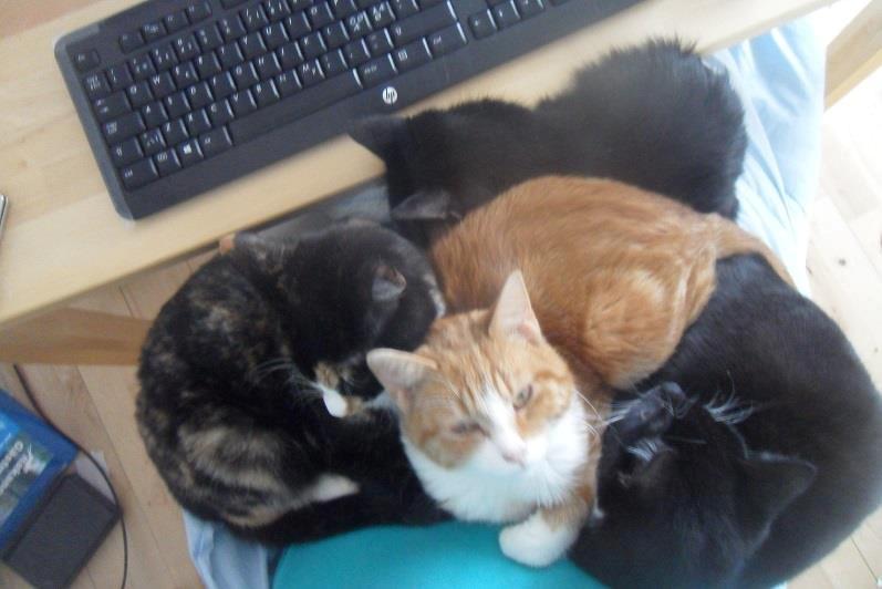 Huskat Baby (Rex) - Det kan være svært at få fred til at bruge computeren.. :P billede 17