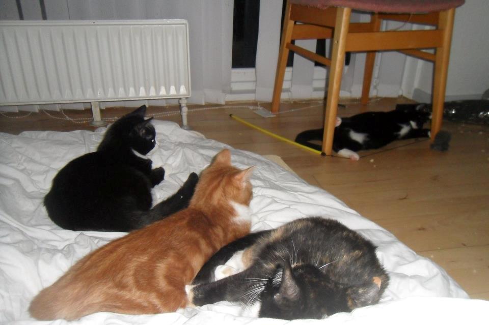 Huskat Baby (Rex) - Kattes svar på at se sport i TV? billede 18