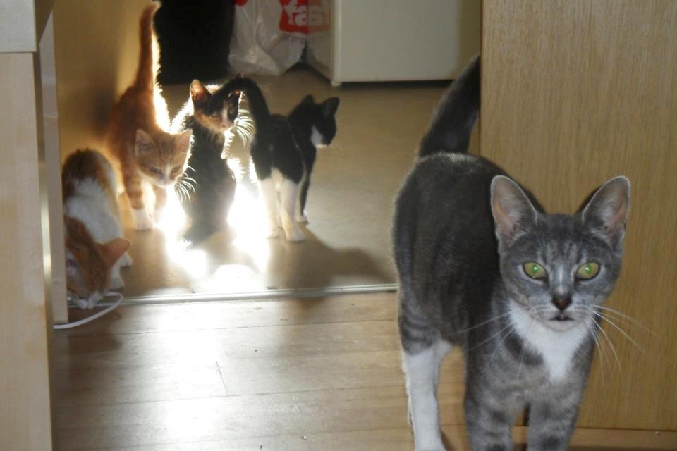 Huskat Baby (Rex) - Den familie, Baby kom i pleje med. billede 10