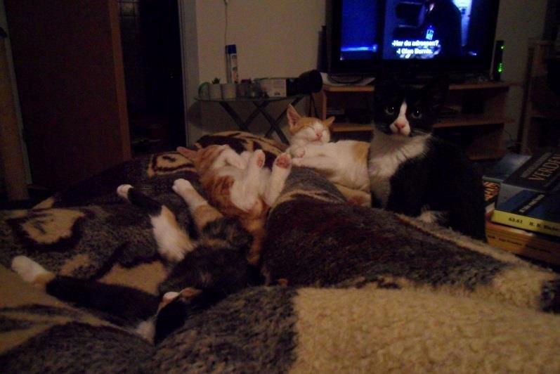 Huskat Baby (Rex) - Lige da Baby begyndte at mene, at nu vkunne han godt begynde at ligge og putte med de andre og mig. :) Det er ham, der er væltet helt rundt.. :P billede 9