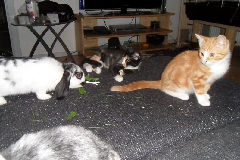 Huskat Baby (Rex) - 1-2 mdr. efter. :) billede 8