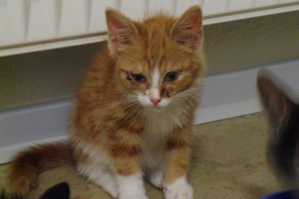 Huskat Baby (Rex) - Lige da han kom.. Bliver så trist, når jeg ser på det billede, og får helt trang til at hjælpe ham. Det er sært, at det er så svært at realtere til, at den lille pjevs her rent faktisk er Baby der lige nu ligger og putter sammen med Chip og Bailey... :) billede 7