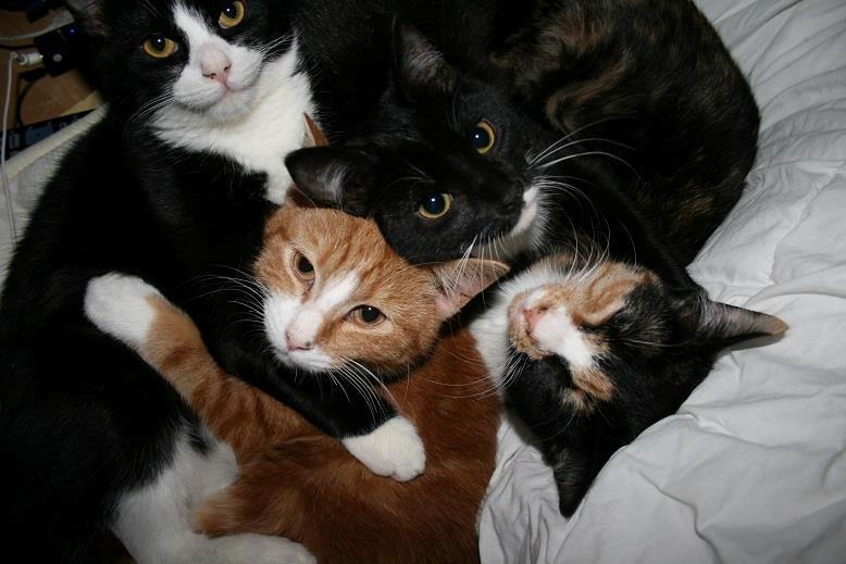 Huskat Baby (Rex) - Oh, oh - kamera, kamera! Kom, gruppekram - smiil! billede 12