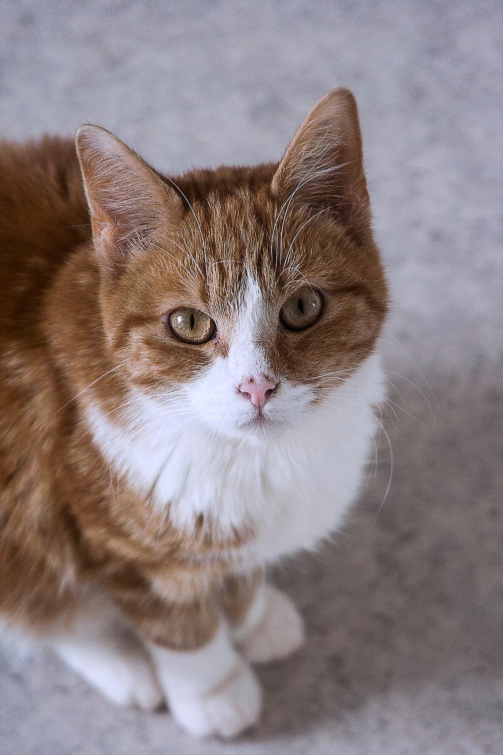 Huskat Baby (Rex) - Smukke Baby. <3 billede 1