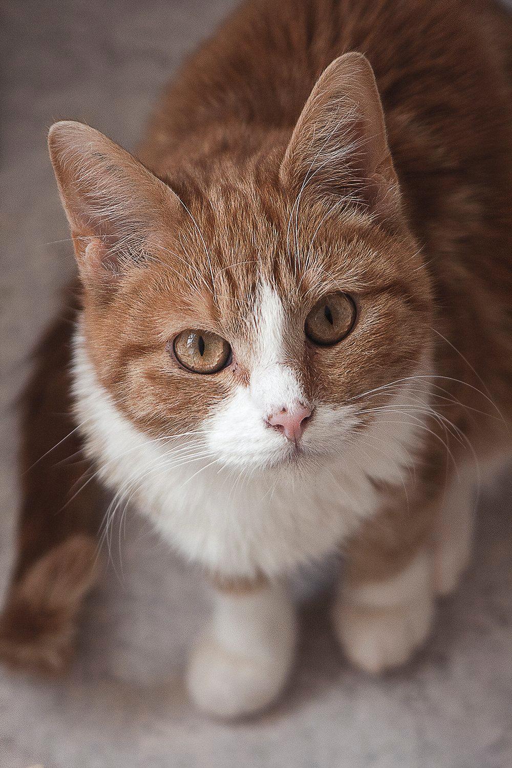 Huskat Baby (Rex) billede 4