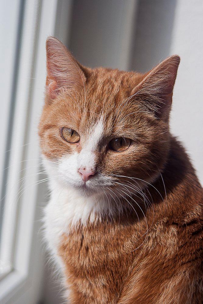 Huskat Baby (Rex) billede 5