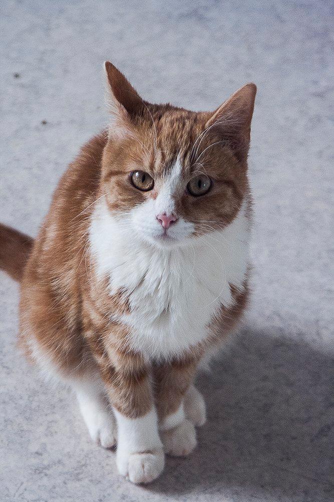 Huskat Baby (Rex) - Ikke? Er du HELT sikker? billede 3