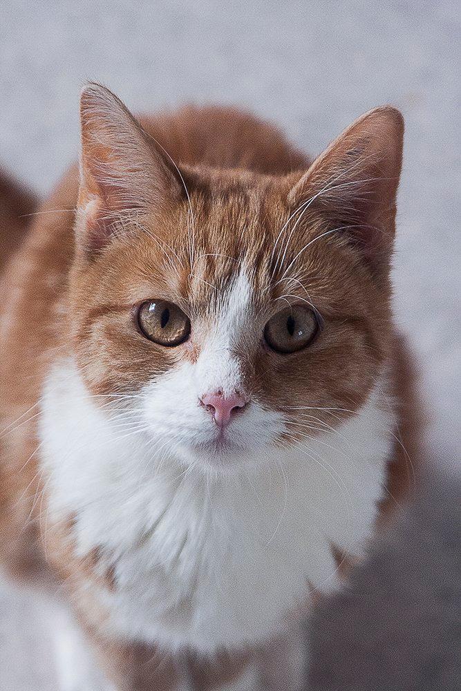 Huskat Baby (Rex) - Mad til mig? billede 2