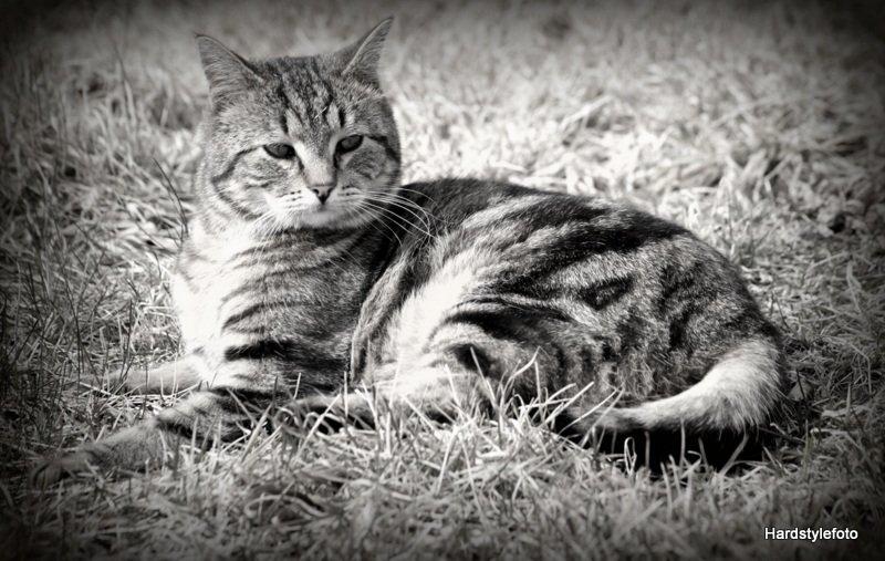 Huskat Bette (Himmelkat) billede 2