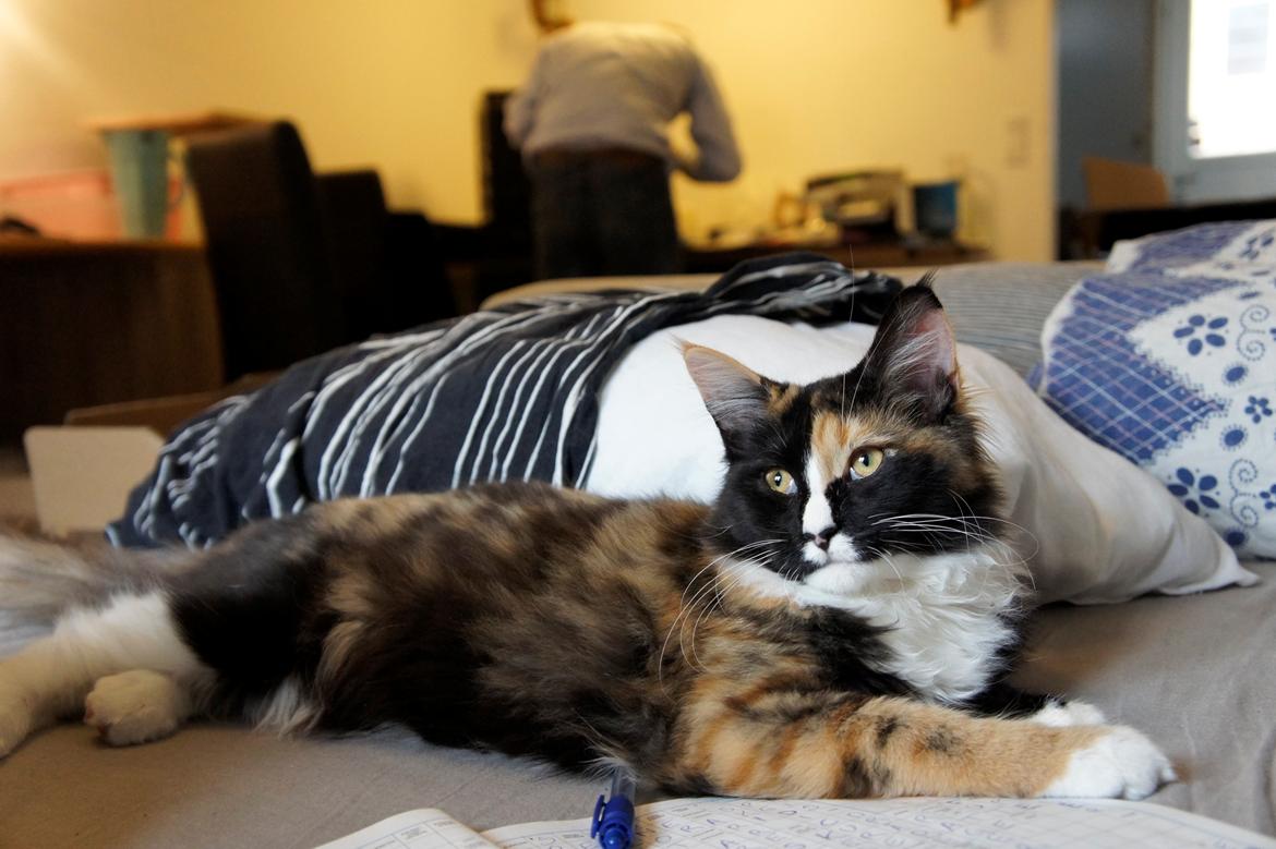 Blanding af racer Freja billede 2