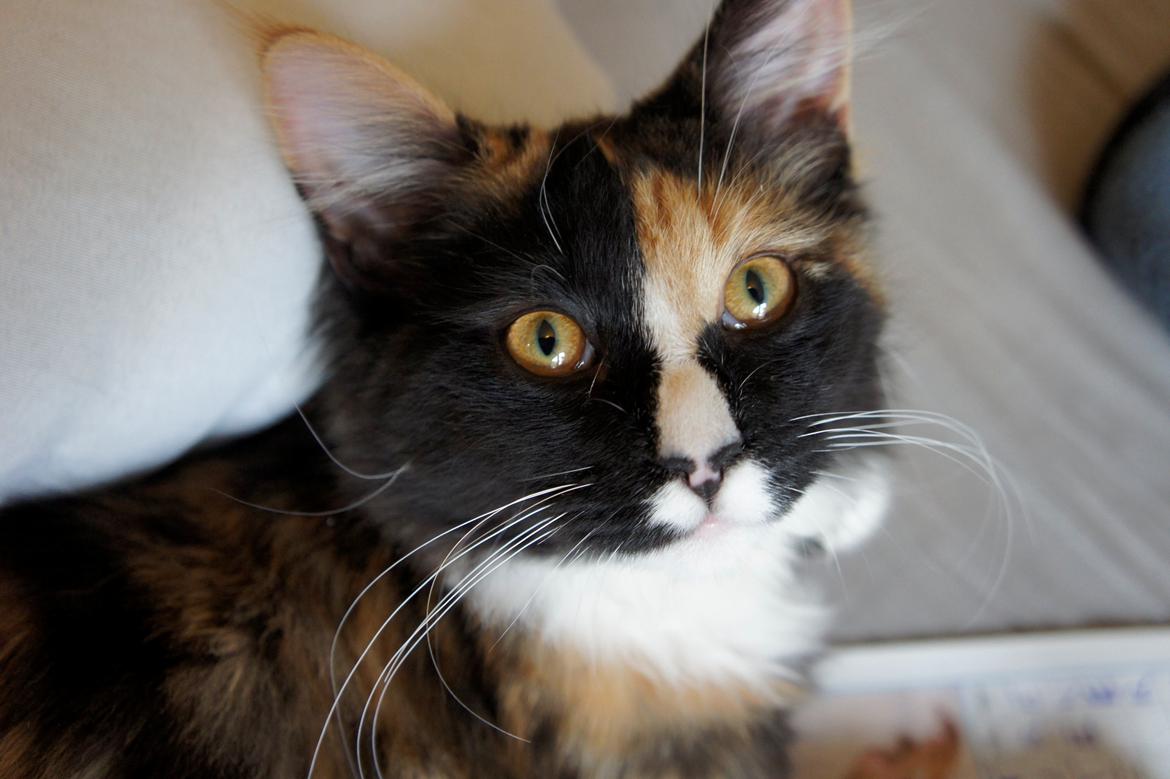 Blanding af racer Freja billede 13