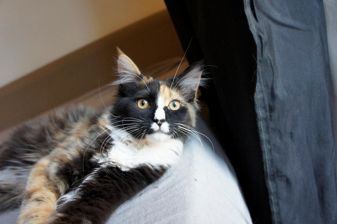 Blanding af racer Freja billede 10