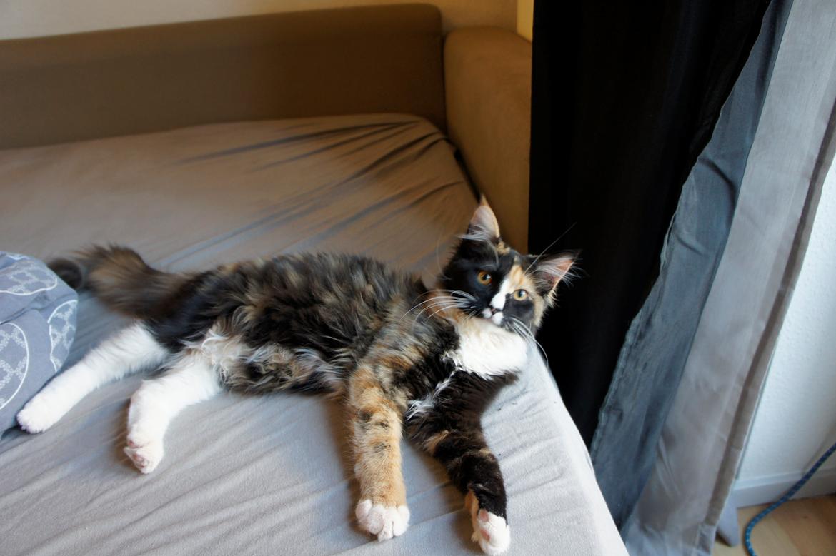 Blanding af racer Freja billede 6