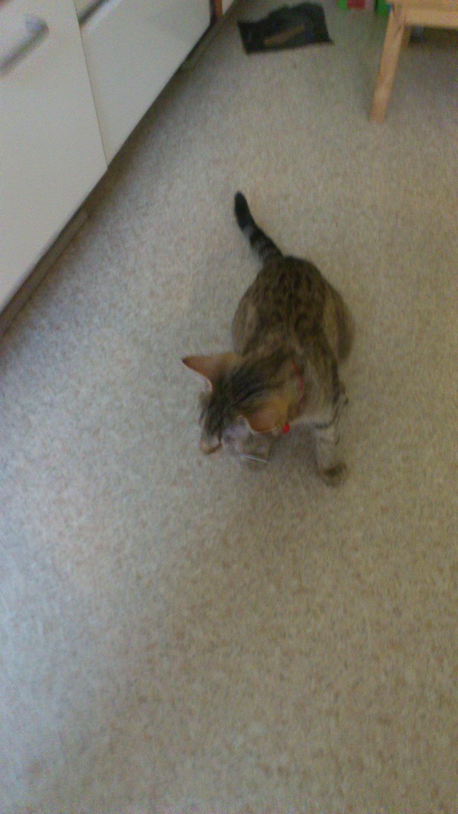 Huskat Tiger mis :) - Misse Mus!<3 billede 3