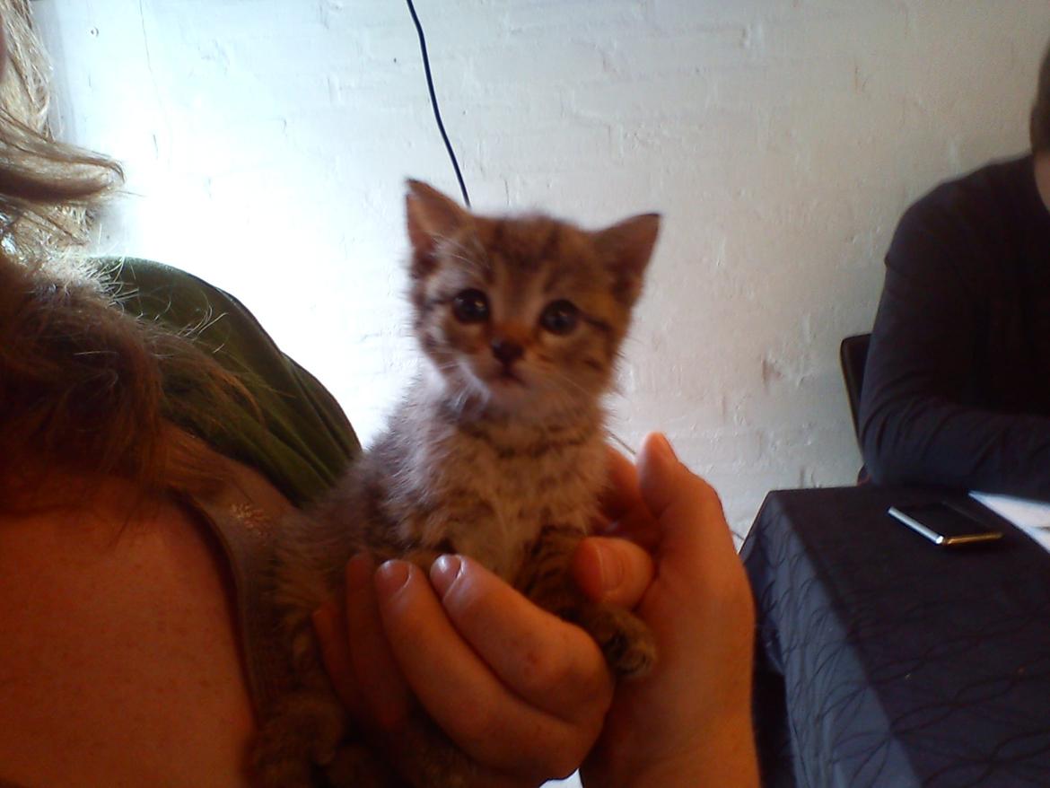 Huskat Tiger mis :) - Nuuuurh! Som Killing! :D billede 1