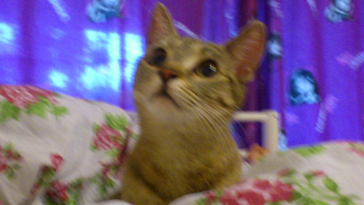 Huskat Tiger mis :) billede 4