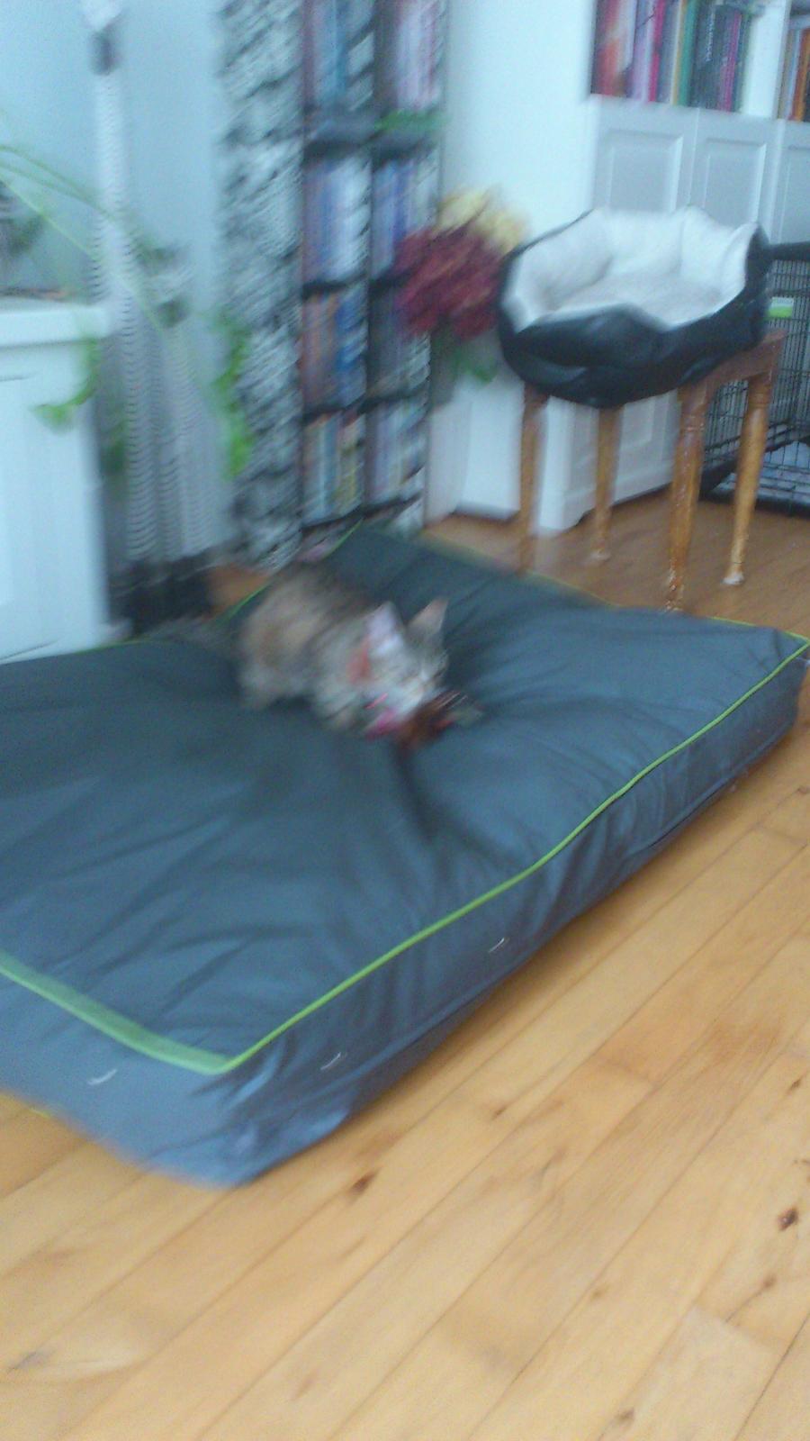 Huskat Tiger mis :) billede 5