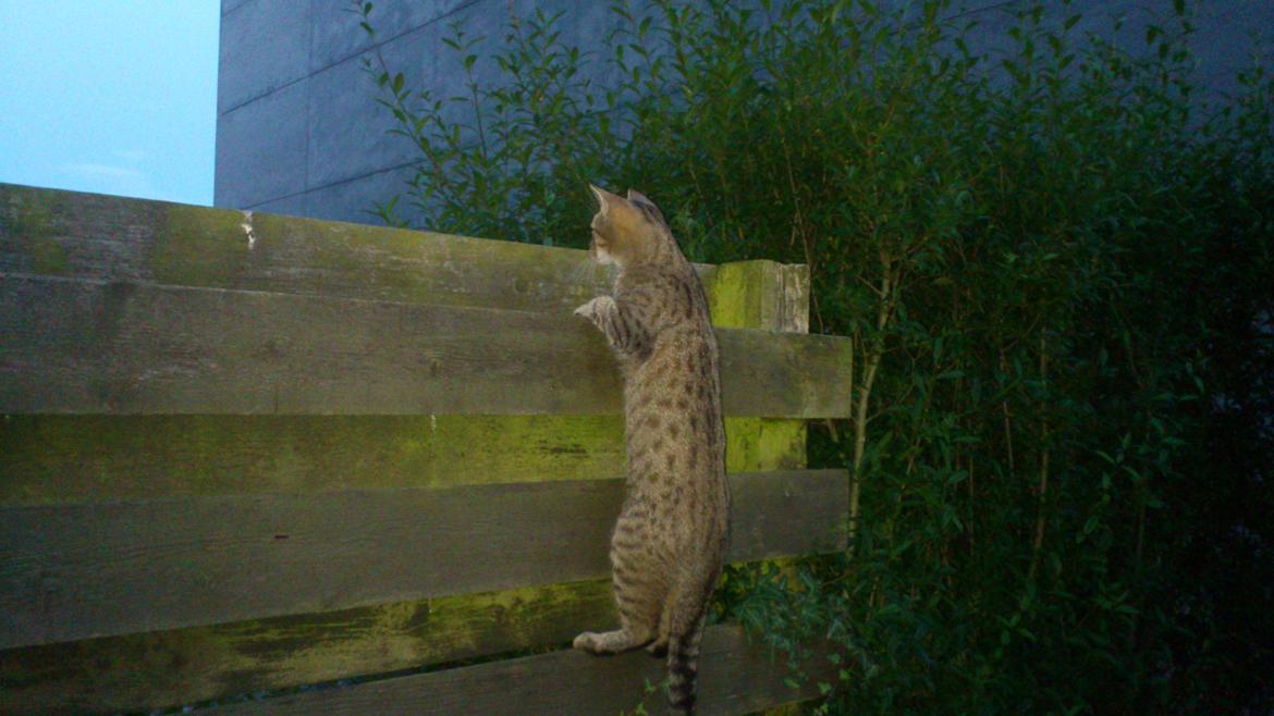 Huskat Tiger mis :) - Da hun måtte være ude :) billede 8