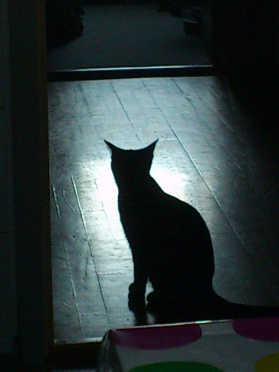 Huskat Tiger mis :) billede 6