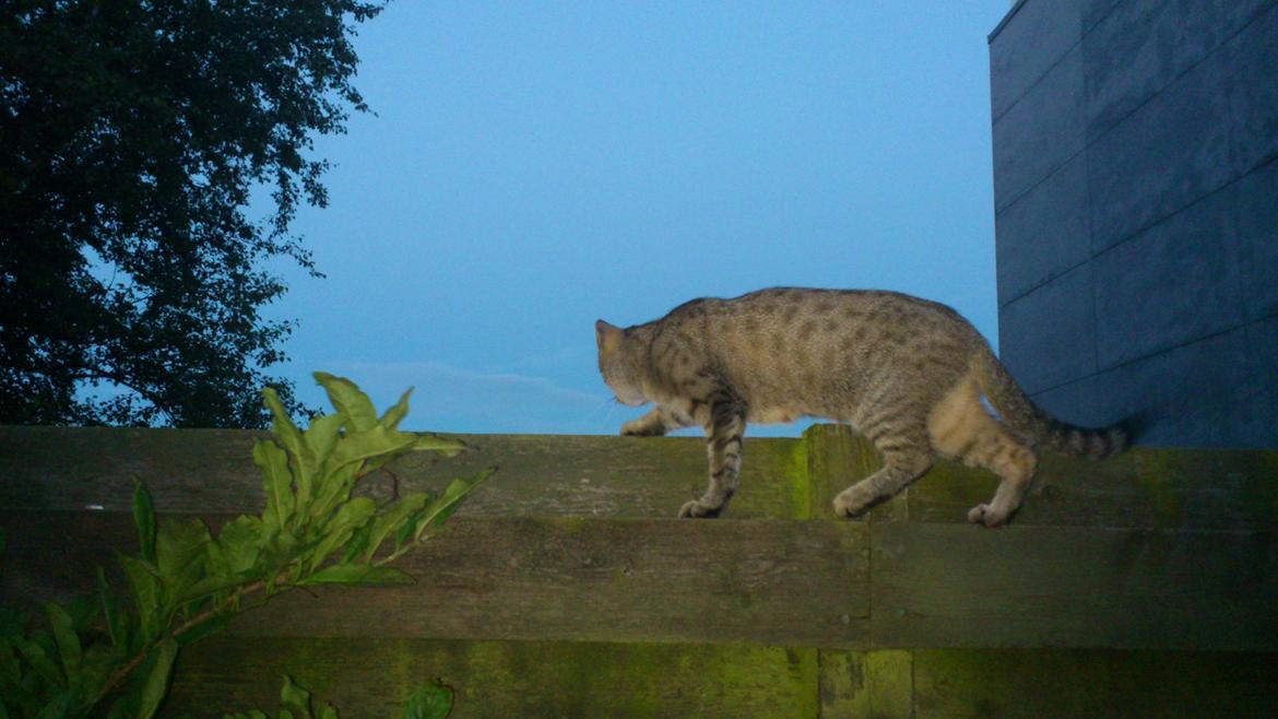 Huskat Tiger mis :) billede 7